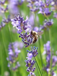lavender and bee